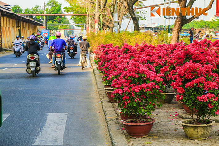 Theo ghi nhận của PV Kiến Thức, đường hoa bến Bình Đông năm nay không quy mô như các năm trước. Một phần, do việc cải tạo bờ kè của con kênh Tàu Hủ làm hẹp lề đường trên suốt chiều dài phường 13 khiến cho diện tích trưng bày bị hạn chế.