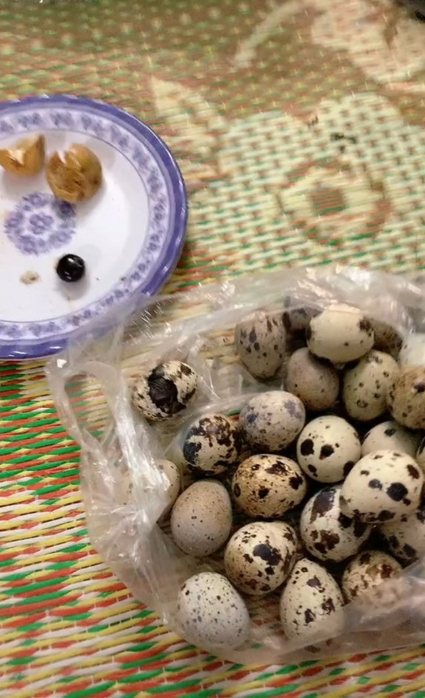 Mới đây, mạng xã hội TikTok xuất hiện đoạn clip ghi lại hình ảnh “dở khóc dở cười” khi mua trứng về dự trữ thực phẩm ăn dần của một cô gái. Tuy nhiên chưa kịp thưởng thức thì số trứng cút đó đã nở thành con lúc nào không hay.