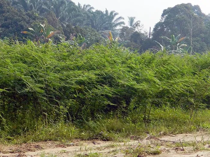 Cây Mắt mèo có nguồn gốc từ vùng nhiệt đới châu Mỹ và được phát tán bởi hạt, có thể "ngủ" đến 20 năm trước khi nảy mầm.