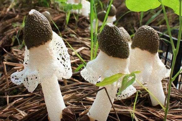 Mặc dù giá của nấm này rất cao, nhưng vẫn không đủ cung cấp cho nhu cầu tiêu thụ của người dân.
