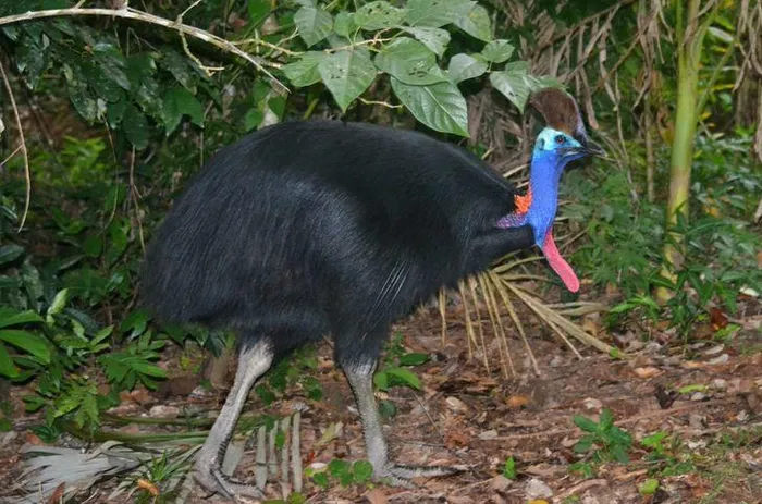 Mặc dù được gọi là đà điểu, nhưng Cassowary không có mối quan hệ gần gũi với chim Emu.
