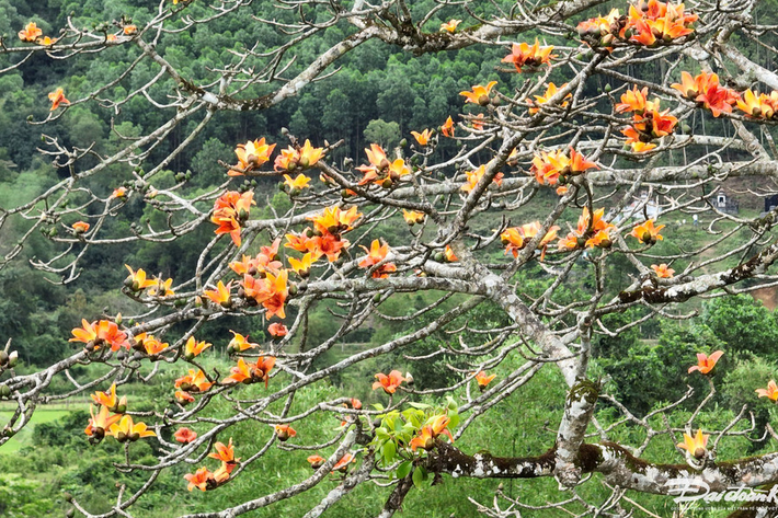 Công nhận cây gạo là cây di sản đã làm cho người dân địa phương tự hào và tôn trọng hơn cây cổ thụ này.