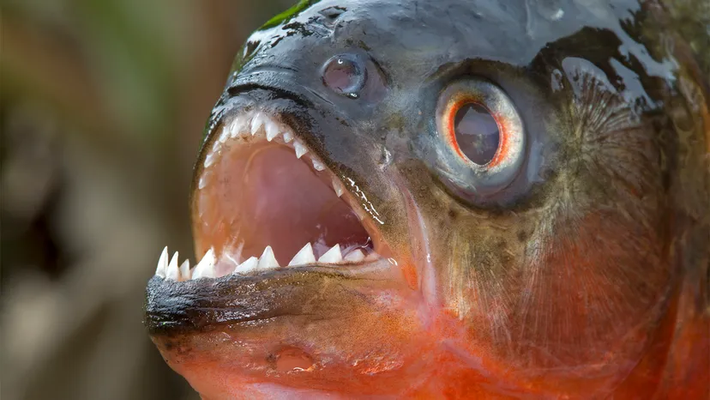 3. Cá piranha: Hàm răng sắc bén và lực cắn mạnh, có thể xé xác con mồi trong vài phút, đặc biệt nguy hiểm khi "ngửi" thấy mùi máu. (Ảnh: Animals)