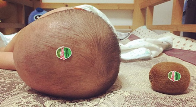 Biến hình đầu con thành quả kiwi.