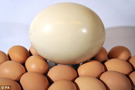 Trứng đà điểu là loại trứng lớn nhất trong tự nhiên nhưng trọng lượng trung bình của chúng cũng chỉ khoảng 1,3kg mỗi quả.