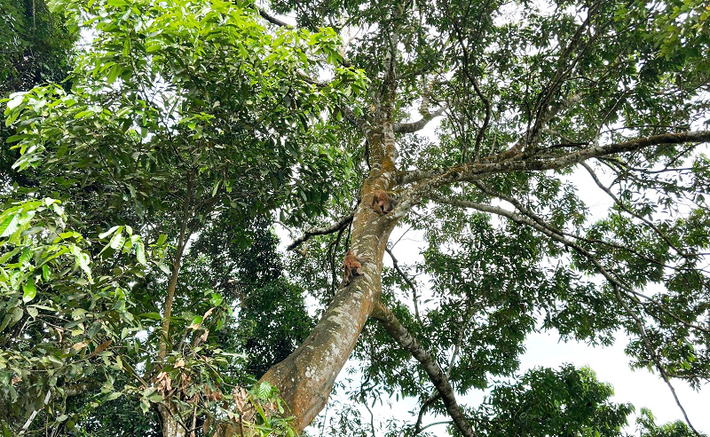 Chúng được phát hiện lần đầu vào năm 2019 thông qua bẫy ảnh.
