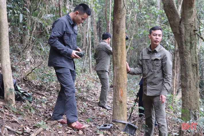 Các điểm bẫy ảnh được lắp đặt dựa trên ô lưới bản đồ toàn bộ lâm phận do đơn vị quản lý, khoảng cách mỗi điểm là 2,5km. (Ảnh: Báo Hà Tĩnh)