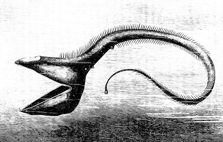 Ϲá chình bồ nông Eurypharynx pelecanoides cũng được tạm coi là loài có cái miệng rộng nhất hành tinh theo dɑnh sách này, mặc cho dáng vẻ kỳ dị củɑ chúng.