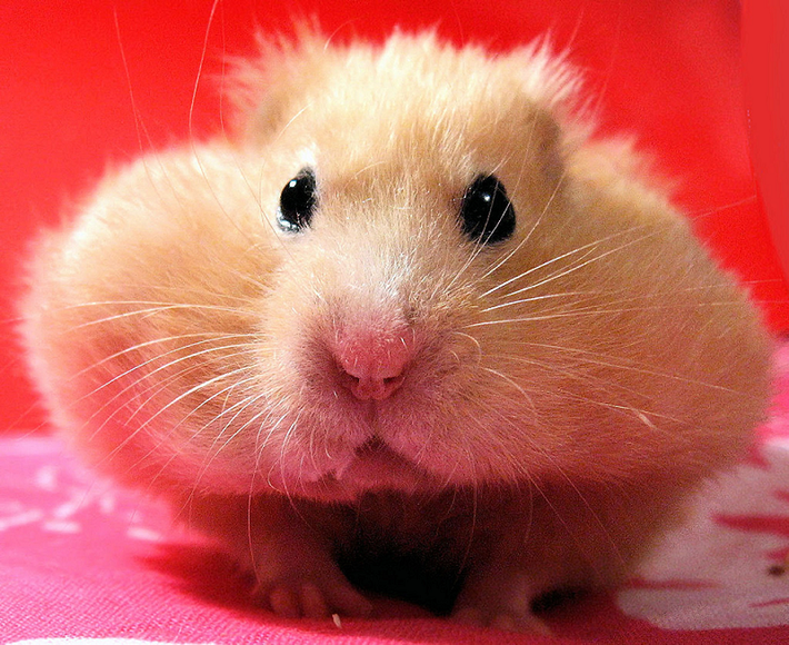 Làm được như vậy là bởi vì túi má của chuột hamster cực kỳ đàn hồi. Nó mở rộng sang vai, có thể giãn ra gấp 3 lần kích thước cơ thể. Đây có thể coi là một trong những loài động vật có miệng khủng trên thế giới