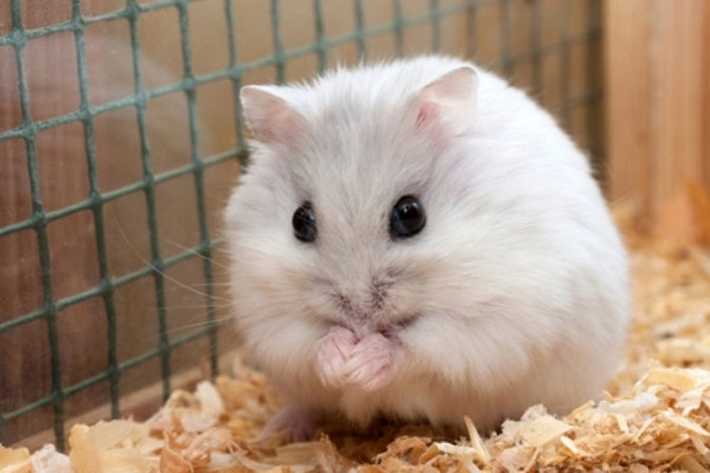 Vốn dĩ, hamster là loài tạp ăn. Ở ngoài tự nhiên, mỗi lần ra khỏi hang chúng đều cần mẫn nhặt nhạnh đủ loại hạt, nhồi nhét hết vào hai túi má. Trong hang của chuột hamster cũng có riêng một khoang bảo quản thức ăn.