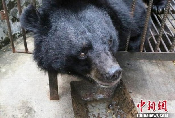 Nhưng điều khiến cô Su Yun kinh ngạc nhất là việc thú cưng của cô bắt đầu đi bằng hai chân sau. "Con vật càng lớn, trông nó càng giống gấu hơn", Su Yun nói trên truyền thông Trung Quốc. "Tôi là người rất sợ gấu". Sau đó, cô Su Yun đã tình nguyện giao nộp con vật cho Cục Công an Lâm nghiệp của huyện Yiliang, thành phố Côn Minh. (Ảnh: Chinanews)
