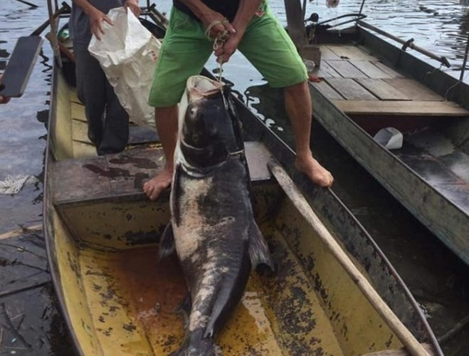 Vào ngày 9/9/2021, một nhóm ngư dân đã bắt được một con cá mè nặng 44 kg trong quá trình dùng lưới bắt cá trên hồ thủy điện Na Hang ở tỉnh Tuyên Quang.