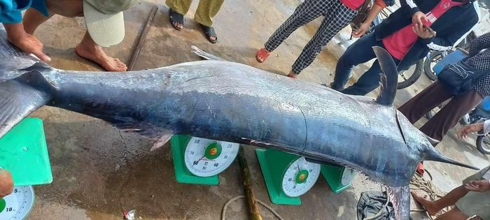 Sáng 2/2, anh Bùi Đình Khôi xác nhận việc đánh bắt con cá cờ lớn này. Con cá có kích thước lớn, dài hơn 3m và bề ngang bụng khoảng 80cm, với thân hình có hai màu trắng và đen rõ rệt. Sau khi đưa con cá này vào bờ, anh đã bán cho thương lái với giá 16 triệu đồng, mỗi kg giá 80 nghìn đồng.