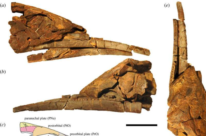 Hóa thạch của Alienacanthus được khai quật ở Ba Lan từ năm 1957, nhưng mới đây, nhờ các kỹ thuật hiện đại, đặc điểm và sự nguy hiểm của loài này mới được tiết lộ.