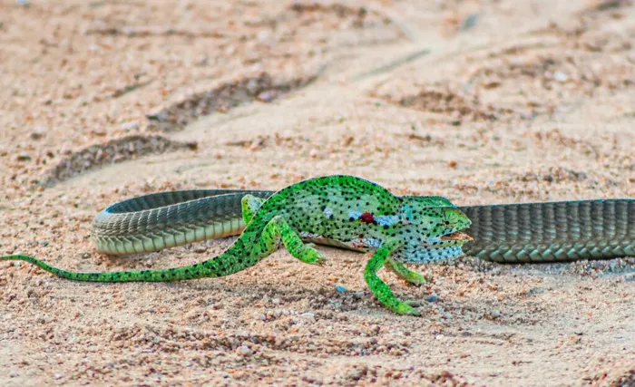 Rắn Boomslang được tìm thấy ở nhiều địa điểm khác nhau trên khắp châu Phi, từ Swaziland đến Mozambique, thường sống trong các khu rừng đất thấp và rừng cây cối rậm rạp.