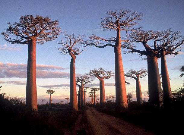 Dẫu rằng vậy, cây bao báp mới là cây biểu tượng của Madagascar.