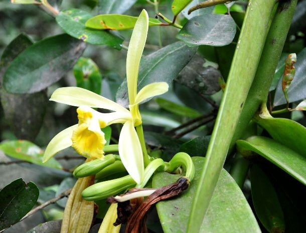 Gần 80% cây vani trên thế giới đều được trồng ở Madagascar.