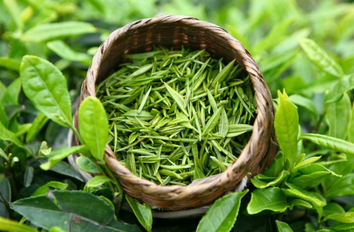 Vì hàm lượng caffeine trong trà xanh tương đối cao, kết hợp với rượu sẽ làm kích thích niêm mạc dạ dày, không những không thể đạt được mục đích giải rượu mà còn dẫn đến các tổn thương dạ dày,