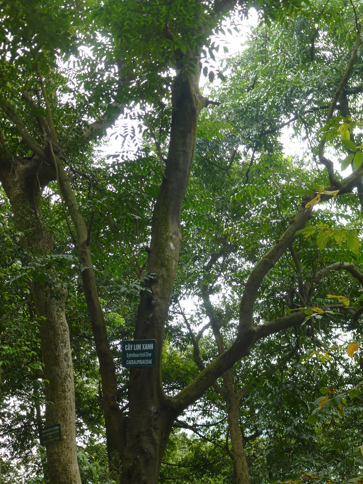 Lim xanh (Erythrophleum fordii) thuộc nhóm Tứ Thiết, là một trong những loại gỗ quý nhất Việt Nam. Không chỉ là báu vật của thiên nhiên, báu vật tâm linh của người dân xứ Thanh, cây lim xanh còn được Nhà nước công nhận là Cây Di sản Việt Nam vào năm 2022. (Ảnh: Wikipedia)