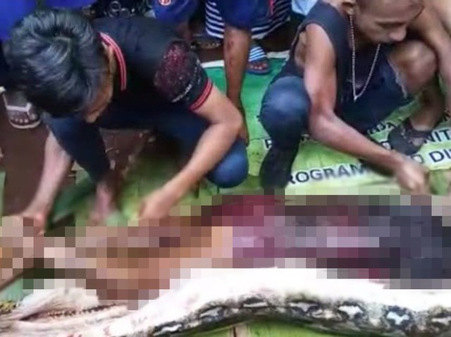 Các chuyên gia cảnh báo rằng nạn phá rừng và đô thị hóa đang đẩy loài trăn khổng lồ vào gần khu dân cư, làm tăng nguy cơ tấn công.