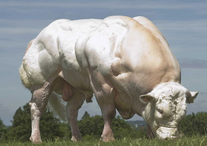 Theo thông tin từ The Cattle Site, bò 3B có thể đạt trọng lượng từ 850 - 900 kg và có thể cao hơn 1,4 mét.
