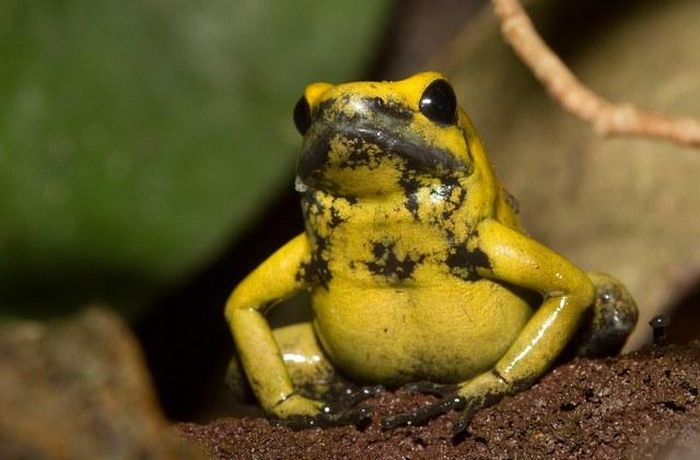 Sát thủ sở hữu nọc độc mạnh nhất trong họ này chính là ếch phi tiêu vàng (Phyllobates terribilis) ở Colombia với kích thước chỉ có 5cm. Da của chúng tiết ra batrachotoxin, một loại chất độc khiến hệ thân kinh bị tê liệt, gây tê liệt các cơ và dẫn tới tử vong.