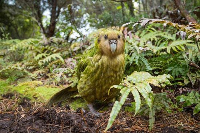 Là loài vẹt duy nhất trên thế giới không biết bay, sự sống của vẹt Kakapo đang bị đe dọa trên chính quê hương New Zealand của chúng.