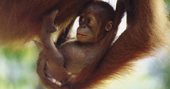 1. Đười ươi Sumatra: Tên của đười ươi Sumatra có nghĩa là “Người rừng”. Mối đe dọa lớn nhất đối với đười ươi Sumatra là chúng đang phải đối mặt với việc mất đi môi trường sống.