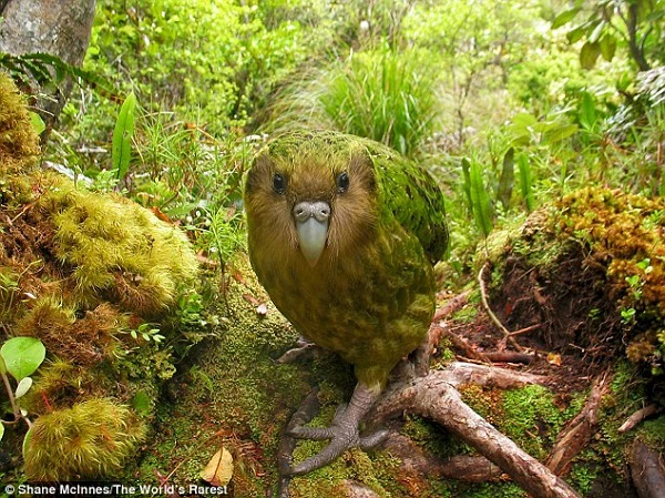4. Vẹt Kakapo: Kakapo là loài vẹt duy nhất trên thế giới không biết bay, có lông màu xanh lục sáng và mặt hơi giống cú mèo. Các nhà khoa học đã phát hiện ra rất nhiều hóa thạch cổ đại của loài này ở khắp New Zealand nên nó được coi là một trong những loài động vật đặc hữu của đất nước này.