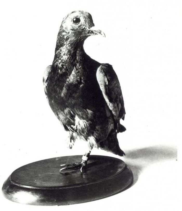 6. Chú chim dũng cảm: Cher Ami, một chú chim bồ câu đưa thư trong Thế chiến thứ nhất đã cứu 194 mạng người bằng cách tiếp tục chuyến bay của mình sau khi mất một chân, một mắt và bị bắn xuyên qua ngực để truyền tin xin cứu viện. Cho đến sau này, người ta vẫn nhắc đến chú như một biểu tượng trung thành và tận tụy tuyệt đối.