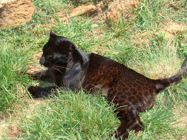 Trên thực tế, thuật ngữ “báo đen” (panther) có thể dùng để chỉ một con báo, báo đốm hoặc báo sư tử dựa trên nơi sống. Báo đen không phải thuật ngữ chỉ một loài, nó là từ chỉ bất kỳ con mèo lớn nào có bộ lông đen, mắc bệnh melanism.