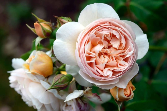 Mỗi cành hoa hồng Juliet có chiều cao từ khoảng 30 đến 60 cm, một bông hoa hồng Juliet có thể đạt tới đường kính từ 10-12cm và dày tới 90 cánh. Thời điểm đắt đỏ nhất, một bó hồng Juliet đã được mua với giá hơn 15 triệu USD (khoảng 340 tỷ đồng).
