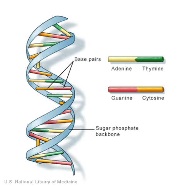 Lý do họ đưa ra là DNA quá đơn giản để có thể lưu giữ được một lượng lớn thông tin.