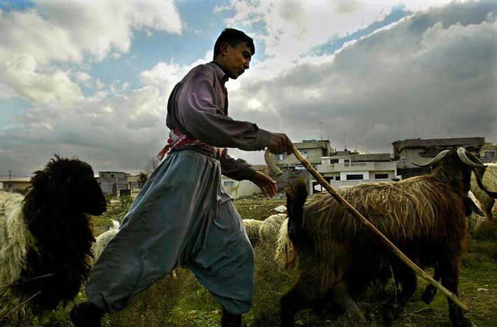 Bé trai lùa đàn dê ở ngoại ô Mosul năm 2003.