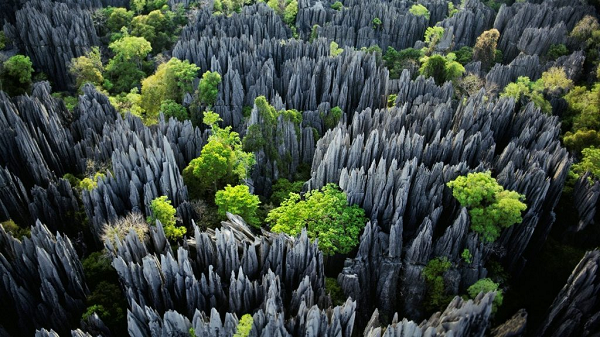 Rừng đá Tsingy là địa điểm nổi tiếng tại đảo Madagascar bởi những tháp đá nhọn hoắt, lởm chởm có độ cao lên tới 50m. Khu vực này đã được UNESCO công nhận là Di sản Thế giới vào năm 1990 nhờ địa hình độc đáo cùng những khu rừng ngập mặn và các quần thể chim, vượn, cáo hoang dã cần được bảo tồn.