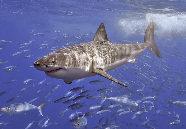 Một nghiên cứu mới đây đã tiết lộ lí do gây tuyệt chủng của siêu cá mập Megalodon nổi tiếng trong lịch sử. Các nhà khoa học đã tiến hành phân tích mẫu vật hóa thạch từ 2 loài Otodus megalodon và Carcharodon carcharia.