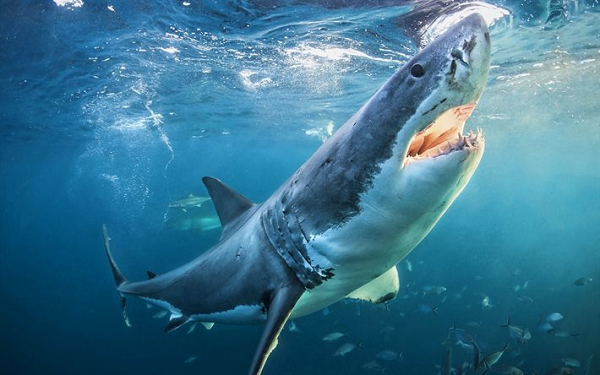 Cá mập trắng lớn là thành viên sống duy nhất của chi Carcharodon – bắt nguồn từ "karcharos" trong tiếng Hy Lạp, có nghĩa là mài và "odous," có nghĩa là răng. Cái tên này được lựa chọn nhiều vì cá mập trắng lớn có 300 chiếc răng hình tam giác, răng cưa. Những con cá mập này có thân hình viên đạn, da xám và bụng trắng.