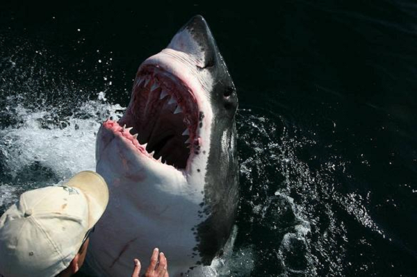 Và kết quả Carcharodon carcharia đã chiến thắng, không hẳn vì nó mạnh hơn, mà có lẽ chính kích thước và cách săn mồi đã khiến nó có lợi thế hơn khi các yếu tố môi trường và sinh thái thay đổi phức tạp.