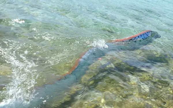 Hồi tháng 9/2011, ngư dân huyện Đài Đông (Đài Loan) đã bắt được một cá oarfish dài 4,6m, nặng 80kg ở ngoài khơi và không lâu sau khu vực đã xảy ra một trận động đất 5,2 độ richter.