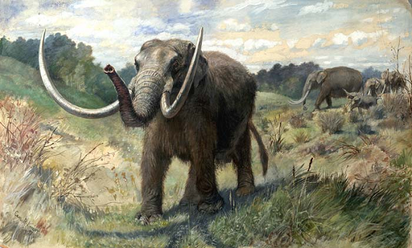 Không giống như voi ma mút lông xoắn, chúng không thuộc họ Elephantidae. Voi răng mấu là động vật chủ yếu ăn quả thông và lá cây với cách ăn theo kiểu bứt lá giống với voi ngày nay, trong khi voi ma mút là động vật gặm cỏ.