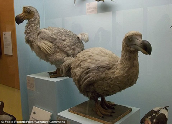 Dodo (Raphus cucullatus) là loài chim không biết bay đặc hữu của vùng Mauritius ở Ấn Độ Dương. Chiều cao của chúng đạt 100 cm ở tư thế đứng, trọng lượng khoảng 20 kg. Chúng ăn trái cây và làm tổ ở trên mặt đất.