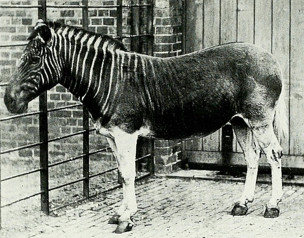 Ngựa Quagga là một phân loài đã tuyệt chủng của loài ngựa vằn đồng bằng từng sống tại Nam Phi. Ngựa Quagga có thân hình chỉ vằn nửa thân trước. Nó được xem là một trong những loài vật đã tuyệt chủng nổi tiếng nhất của Châu Phi.