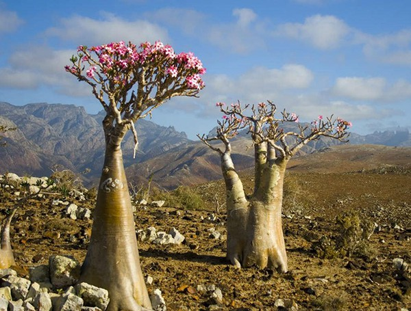 Cây Bottle được sinh trưởng và phát triển tại đảo Socotra Namibia. Cây có hình dáng kỳ lạ giống với một chiếc bình hoa. Cái tên Bottle cũng được xuất phát từ hình thù kỳ lạ này của cây.