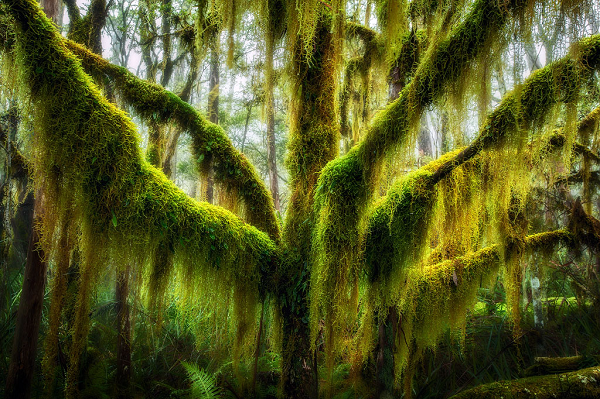 Cây Antarctic Beech ở Oregon (Mỹ) thuộc chi Cử phương nam, trên thân loài thực vật này được bao phủ bởi rêu xanh. Chúng là loài cây bản địa của Chile và Argentina.