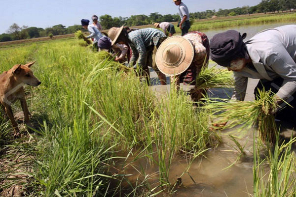 Các thí nghiệm đã từng được tiến hành với loài bọ này được cho là ở Đức Quốc xã, và sau đó, theo nhiều nguồn tin có thể được sử dụng ở Hoa Kỳ. Bọ cánh cứng Colorado phá hoại mùa màng của kẻ địch.