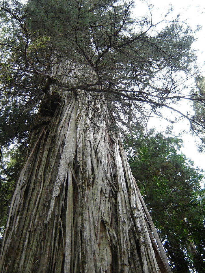Alerce là tên gọi chung cho loài cây Fitzroya cupressoides có chiều cao chót vót xuất xứ từ vùng núi Andes. Cây Alerce sống lâu nhất từng được biết đến có tuổi thọ khoảng 3.640 năm.
