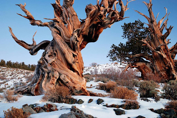 Cây thông Methuselah mọc trên dãy núi White, California, Mỹ có tuổi thọ khoảng 4.841 năm. Vị trí chính xác của cây được giữ bí mật để tránh sự xâm phạm của người dân.