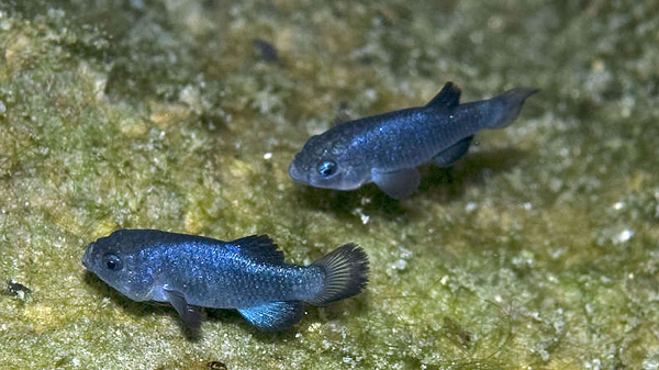 Devils hole pupfish được tìm thấy lần đầu vào năm 1930 bởi nhà ngư học người Mỹ tên là Joseph H. Wales. Chúng có quan hệ gần với cá nhộng Amargosa và cá nhộng Salt Creek.