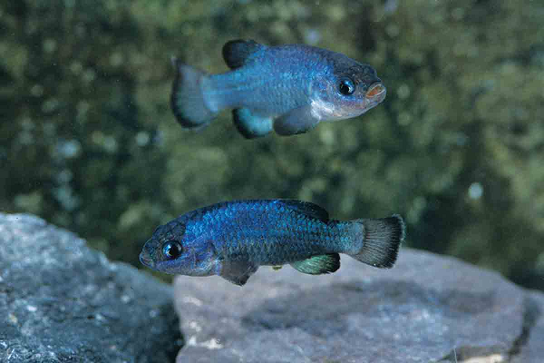 Devils hole pupfish là một loài cá nhỏ, có chiều dài tối đa là 30mm. Chúng có màu sắc khác nhau tùy theo độ tuổi và giới tính. Cụ thể, con đực có màu xanh sáng và con cái có màu vàng sáng.