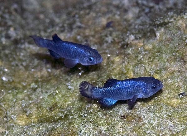 Loài cá quý hiếm này được các nhà khoa học gọi là Devils hole pupfish, chúng sinh sống trong nơi được gọi là Hố Quỷ thuộc một khu biệt lập của Vườn Quốc gia Thung lũng Chết nằm ở giữa 2 bang California và Nevada của Mỹ.